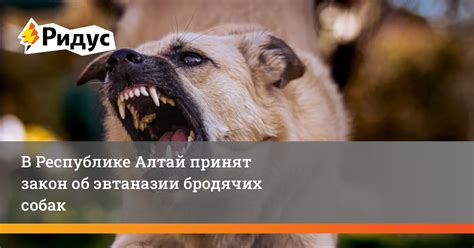 Запрет эвтаназии собак