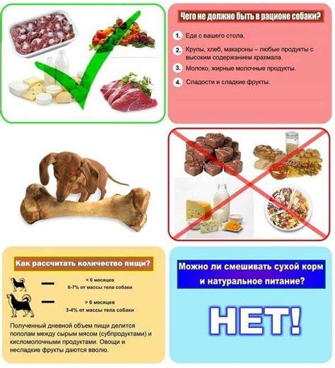 Запрещенные продукты для кормления собак