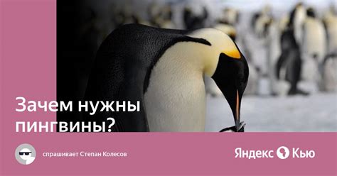 Зачем белым медведям нужны пингвины?