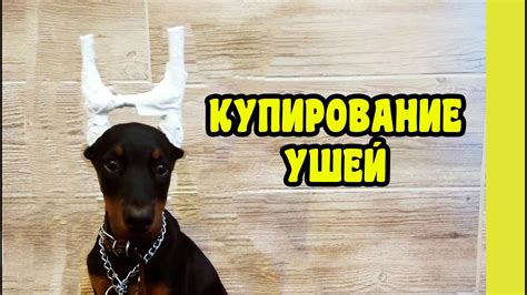 Зачем доберману улица? Разве дом не лучше?