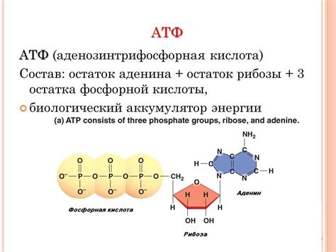 Зачем клетке нужен синтез АТФ?