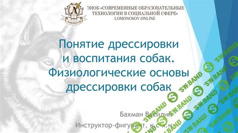 Зачем наказывать собаку: основы воспитания и дрессировки