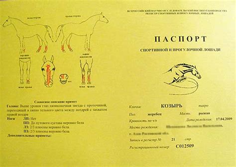 Зачем нужен паспорт лошади и его роль