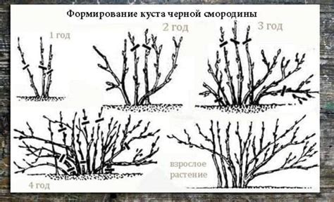 Зачем нужна обрезка верхушек смородины?