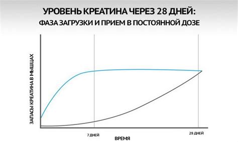 Зачем нужна фаза загрузки креатином?