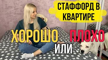 Зачем нужно держать стаффа в квартире?