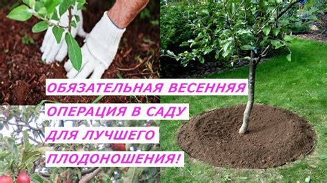 Зачем перекапывать приствольные круги в саду зимой?