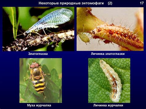 Защита приусадебного участка от землеройки: эффективные средства