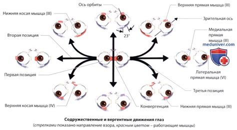 Защитная функция движения глаз