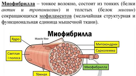 Защитный остов