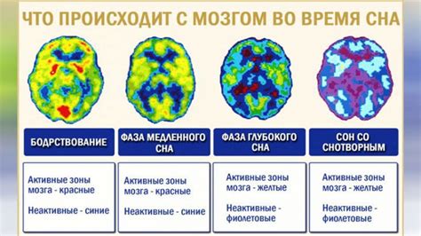 Зевание и мозговая активность