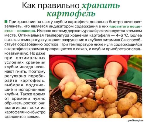 Зеленоватая картошка и содержание соланина