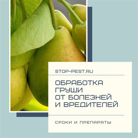 Зимняя защита груши: почему это важно?