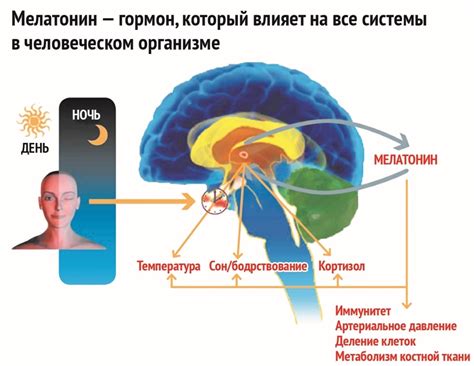 Зимняя сонливость и мелатонин