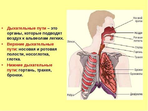 Значение дыхательной системы в боксе