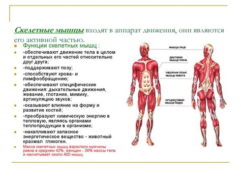 Значение и функции скелетной системы