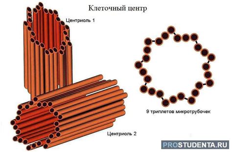 Значение клеточного центра у прокариотов