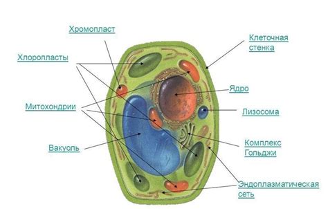 Значение лизосом в растительных клетках