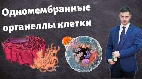 Значение митохондрий для организма человека