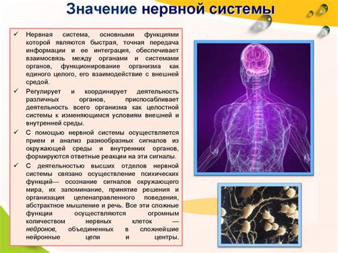 Значение определения типа нервной системы для развития ребенка