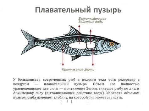 Значение плавательного пузыря для позиционирования в водной среде