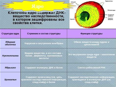 Значимость открытия клеточного ядра для понимания жизненных процессов