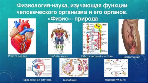 Зрачки человека: физиология и функции