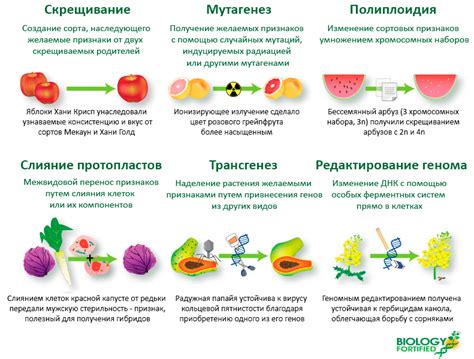 Идеальные растения: главные особенности и улучшения в генетической модификации