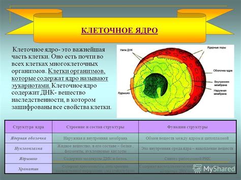 Идентификация клеточного ядра как носителя наследственности