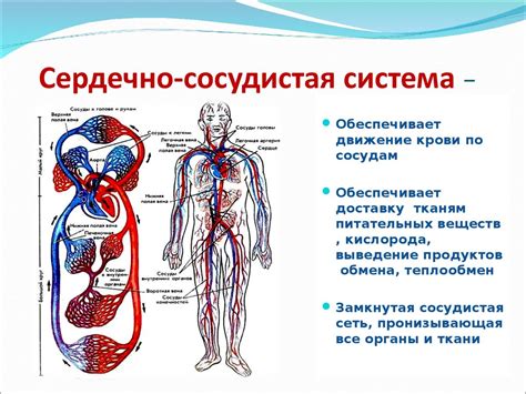 Избыточное потребление воды и сердечно-сосудистая система