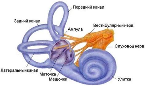 Изменение вестибулярного аппарата