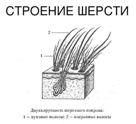 Изображение шерсти нарисованных зверей