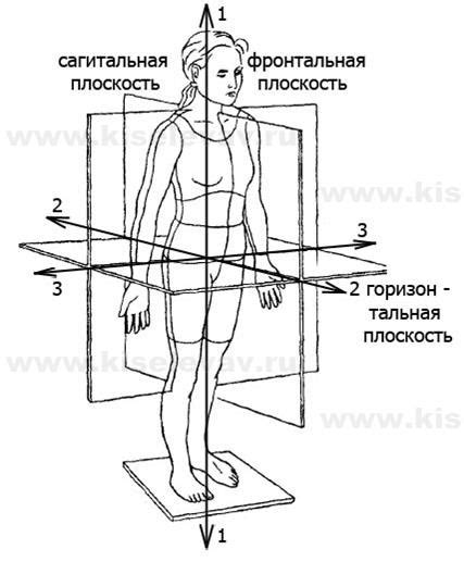 Изучение анатомии и движения тела