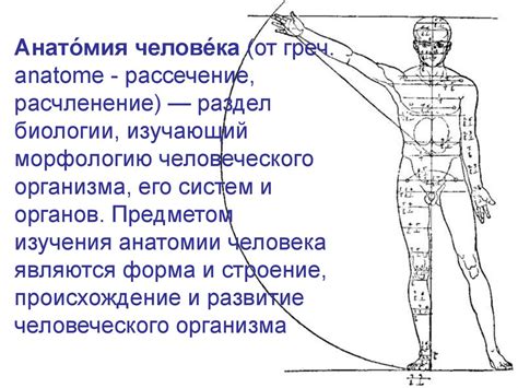 Изучение анатомии и пропорций тела