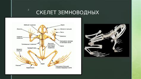 Изучение особенностей львенков