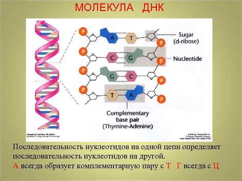 Из каких частей состоит идентификатор Спрингтрапа