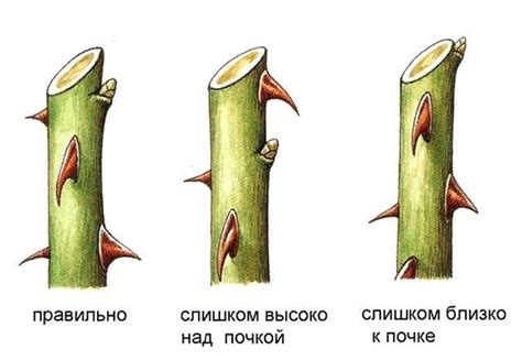 Инструменты, необходимые для обрезки роз