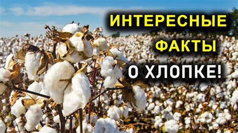 Интересные факты о Цыденове