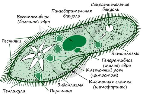 Инфузория: есть ли сократительная вакуоль?