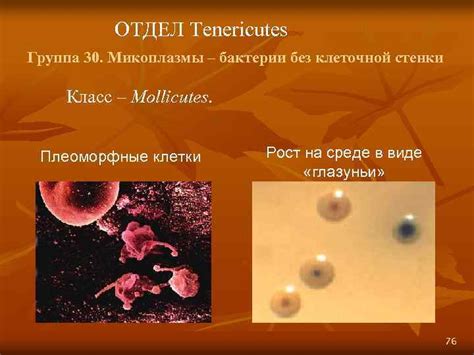 Исключения: бактерии без клеточной стенки