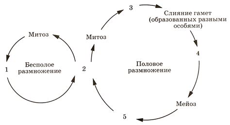 Исполнение жизненного цикла