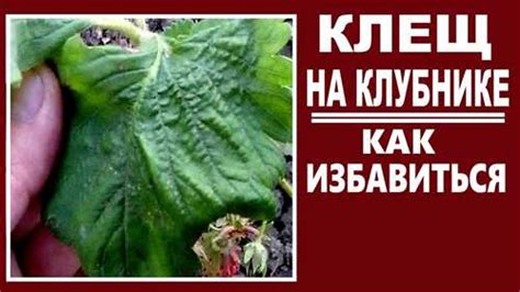 Использование пинцета для удаления клеща