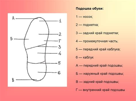 Исследование состояния ног и когтей