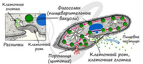 Исследования экзоцитоза у инфузории туфельки