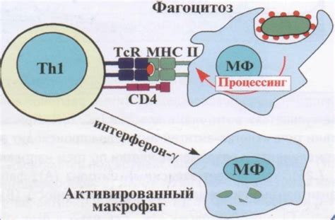 Источники замедленного развития