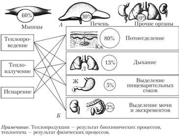 Йод и процессы терморегуляции