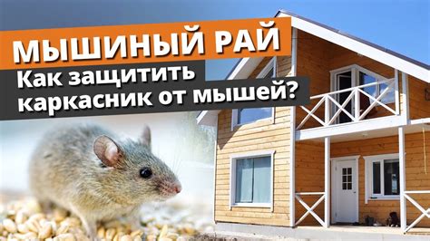 Каждый каркасный дом - потенциальная цель для мышей