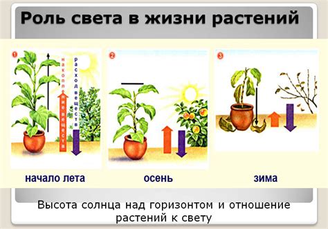 Какая роль играет свет в процессе формирования корнеплодов