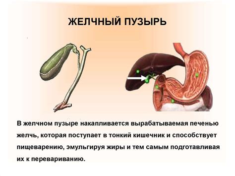 Какие другие ограничения в пище следует учитывать после удаления желчного пузыря?