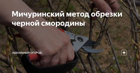 Какие инструменты понадобятся для обрезки черной смородины